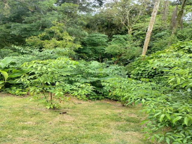 Terreno para Venda em Paraty - 5