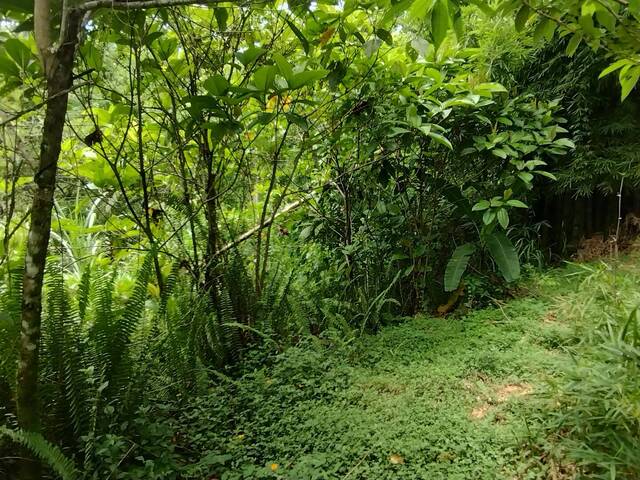 Área para Venda em Paraty - 5